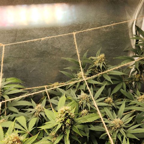 God Bud #2 growlog timeline photo