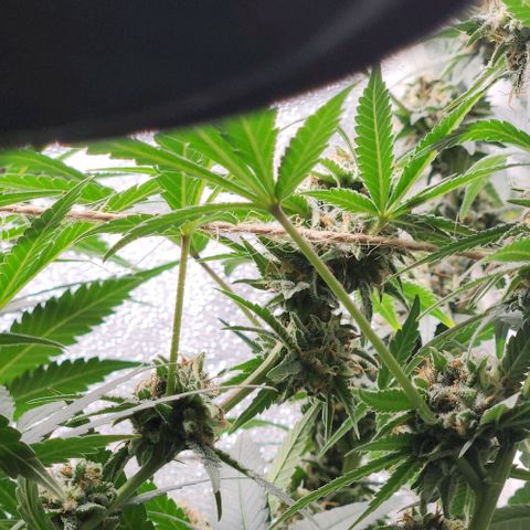 God Bud #2 growlog timeline photo