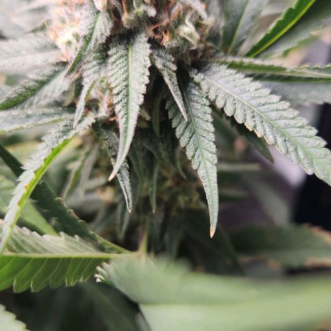 God Bud #2 growlog timeline photo