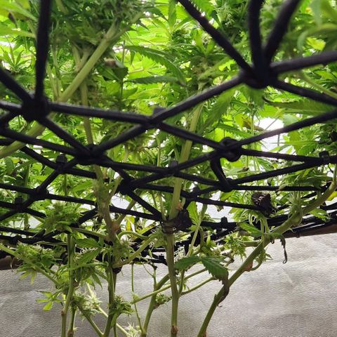 Purple Buddha #1 growlog timeline photo