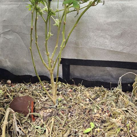 Purple Buddha #1 growlog timeline photo