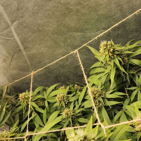 Purple Buddha #1 growlog timeline photo