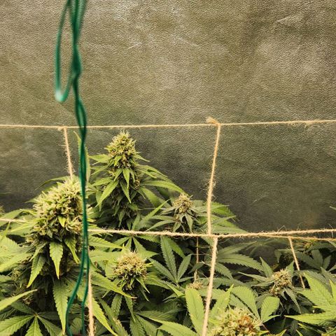 Purple Buddha #1 growlog timeline photo