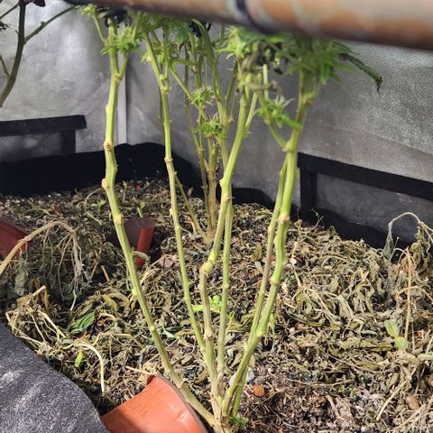 Purple Buddha #2 growlog timeline photo