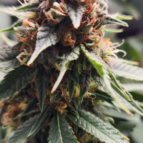 Purple Buddha #2 growlog timeline photo