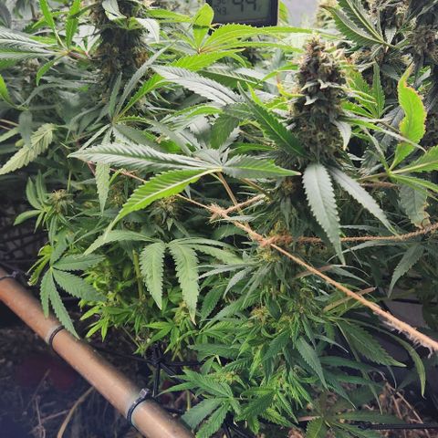 Purple Buddha #2 growlog timeline photo
