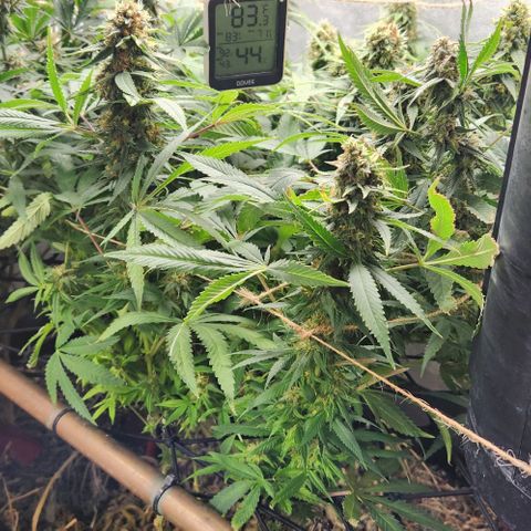 Purple Buddha #2 growlog timeline photo