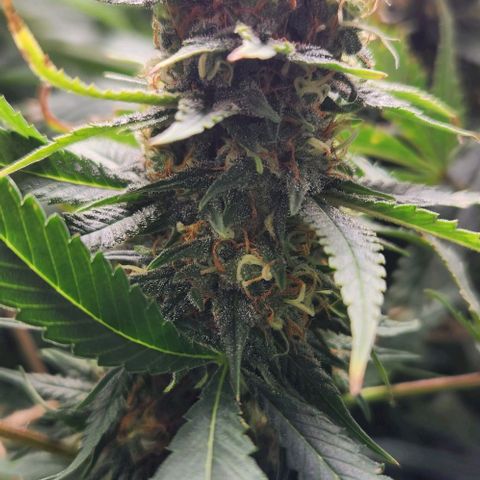 Purple Buddha #2 growlog timeline photo
