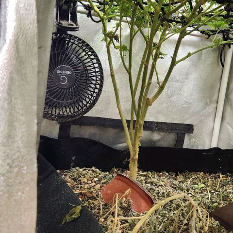 God Bud #1 growlog timeline photo