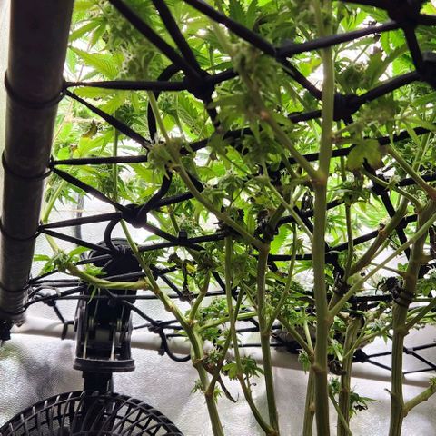 God Bud #1 growlog timeline photo