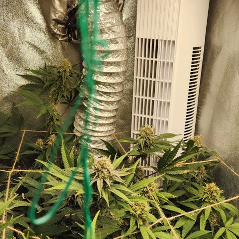 God Bud #1 growlog timeline photo