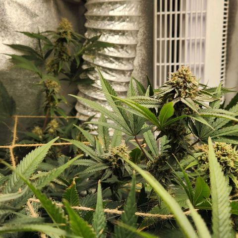 God Bud #1 growlog timeline photo