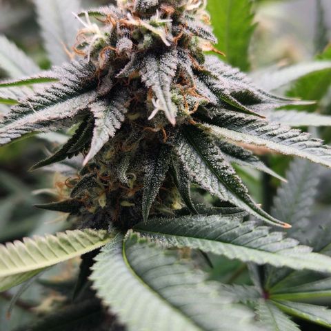 God Bud #1 growlog timeline photo