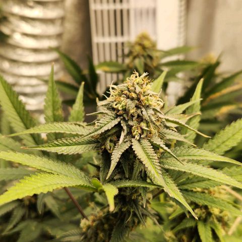 God Bud #1 growlog timeline photo