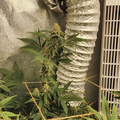 God Bud #1 growlog timeline photo