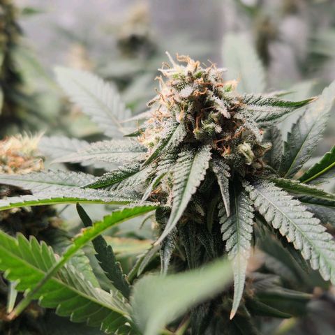 God Bud #2 growlog timeline photo