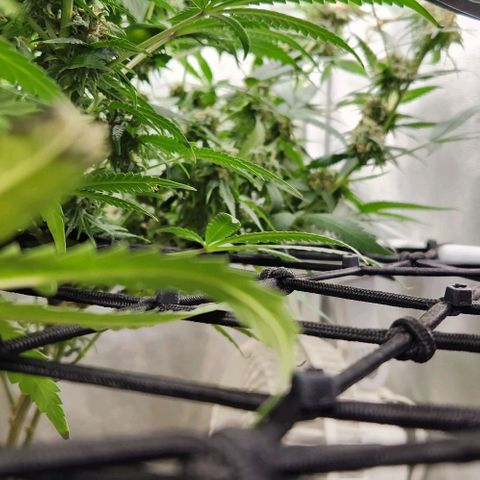 God Bud #2 growlog timeline photo