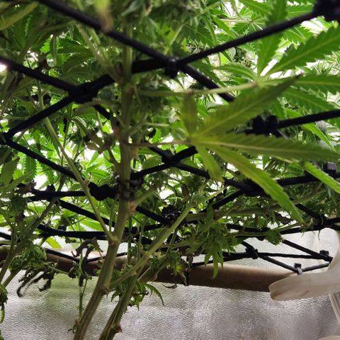 God Bud #2 growlog timeline photo
