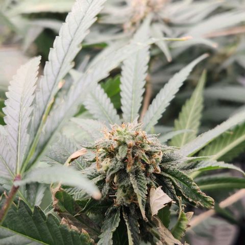 God Bud #2 growlog timeline photo