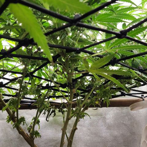 God Bud #2 growlog timeline photo