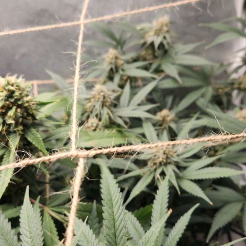 God Bud #2 growlog timeline photo