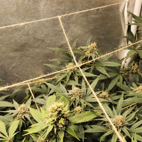 God Bud #2 growlog timeline photo