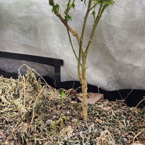 God Bud #2 growlog timeline photo