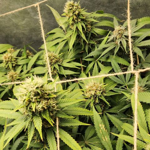 Purple Buddha #1 growlog timeline photo
