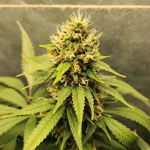 Purple Buddha #1 growlog timeline photo