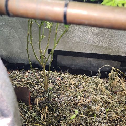 Purple Buddha #1 growlog timeline photo