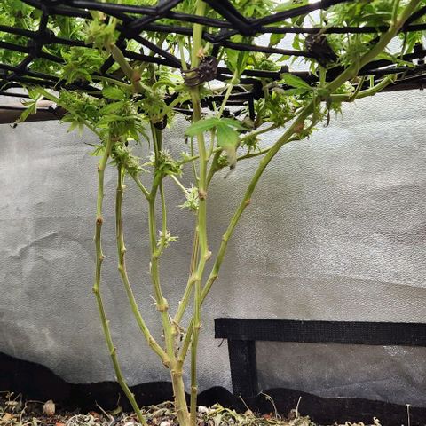 Purple Buddha #1 growlog timeline photo