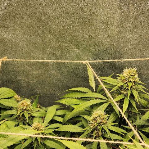 Purple Buddha #1 growlog timeline photo