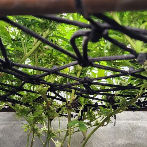 Purple Buddha #1 growlog timeline photo