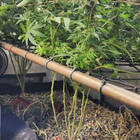 Purple Buddha #2 growlog timeline photo