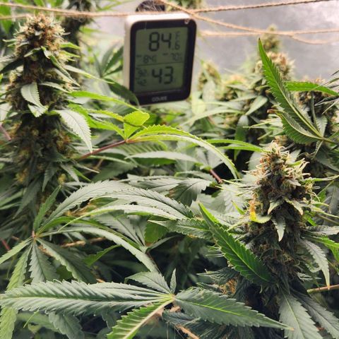 Purple Buddha #2 growlog timeline photo