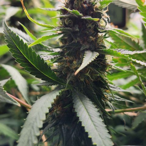 Purple Buddha #2 growlog timeline photo