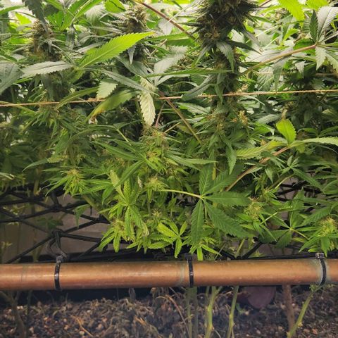 Purple Buddha #2 growlog timeline photo