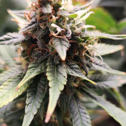 Purple Buddha #2 growlog timeline photo