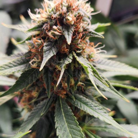 Purple Buddha #2 growlog timeline photo