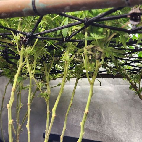 Purple Buddha #2 growlog timeline photo