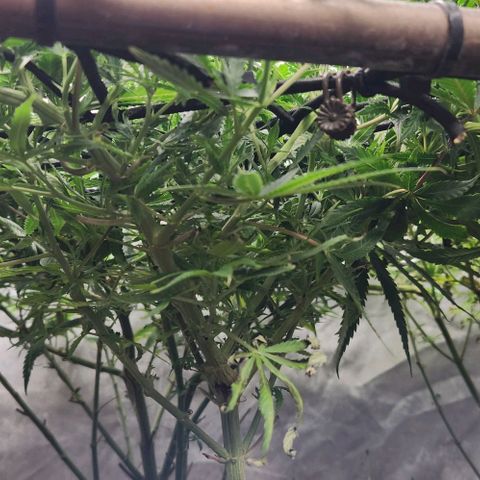 BLUE DREAM growlog timeline photo