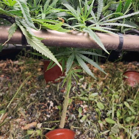 BLUE DREAM growlog timeline photo
