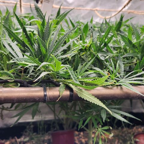 BLUE DREAM growlog timeline photo