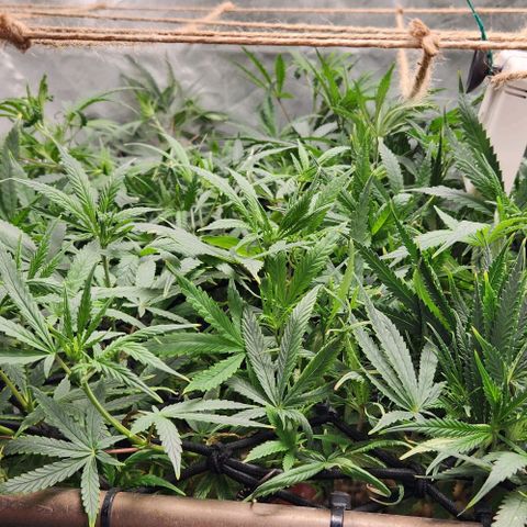 Pineapple Express growlog timeline photo