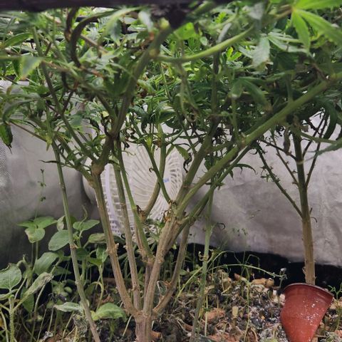 Pineapple Express growlog timeline photo