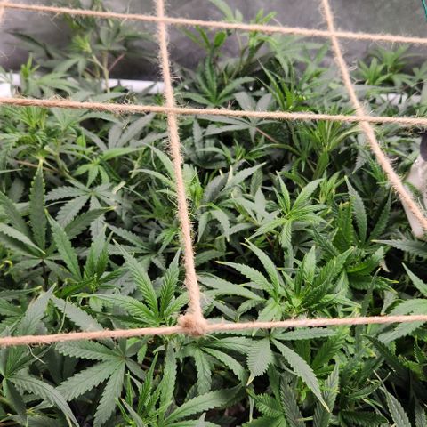 Pineapple Express growlog timeline photo