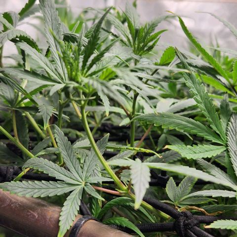Pineapple Express growlog timeline photo