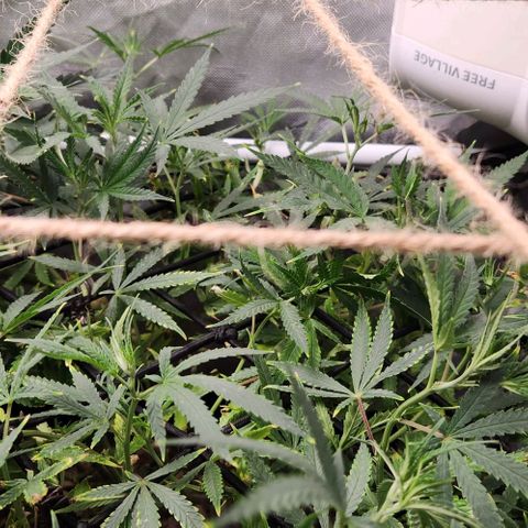 Platinum Girl Scout Cookies growlog timeline photo