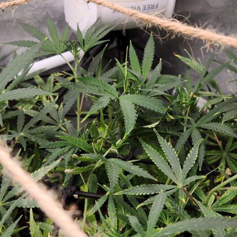 Platinum Girl Scout Cookies growlog timeline photo
