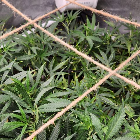 Platinum Girl Scout Cookies growlog timeline photo